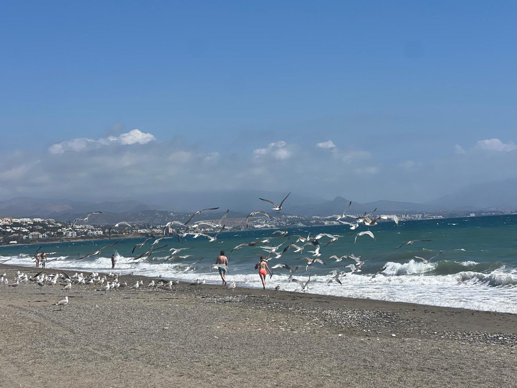 Appartamento Puerto De La Duquesa Manilva Esterno foto